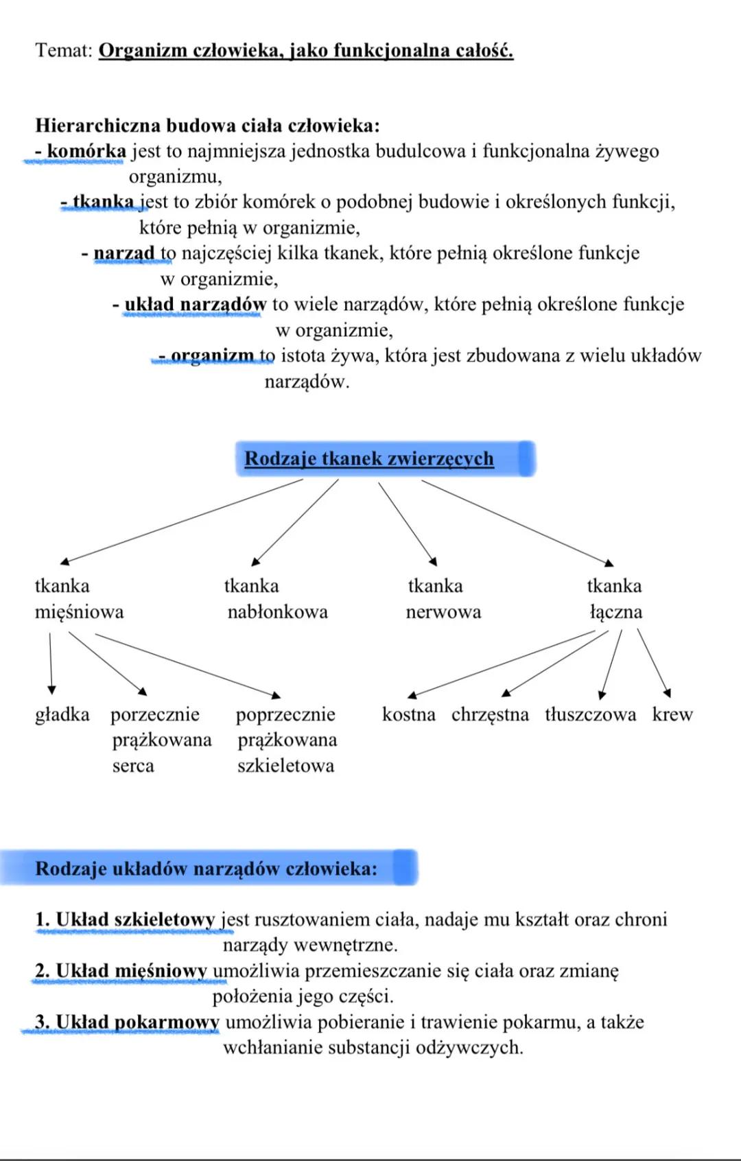 Temat: Organizm człowieka, jako funkcjonalna całość.
Hierarchiczna budowa ciała człowieka:
- komórka jest to najmniejsza jednostka budulcowa