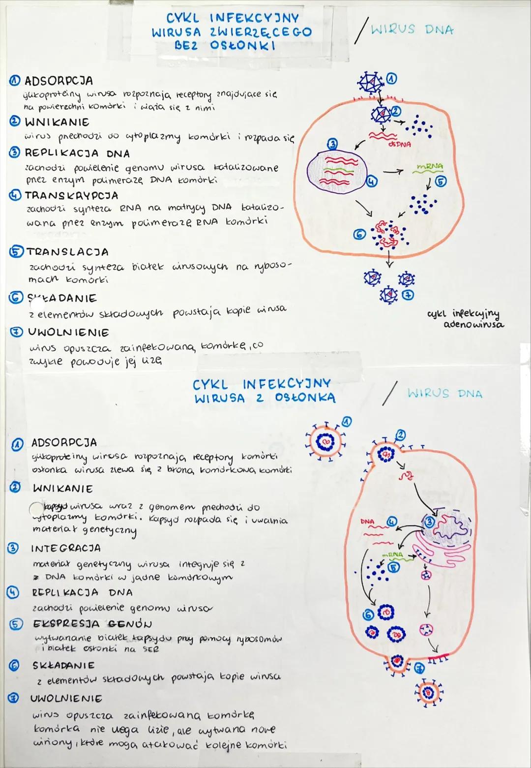 BEZKOMÓRKOWE CZYNNIKI
ZAKAŻNE NIE SA ŻYWE
WIRUSY
SA ŻYWE
MOLEKULARNE
PASOŻYTY
KWAS
▸ nie maja, budowy komórkang moga się namnażać
►nie prowa