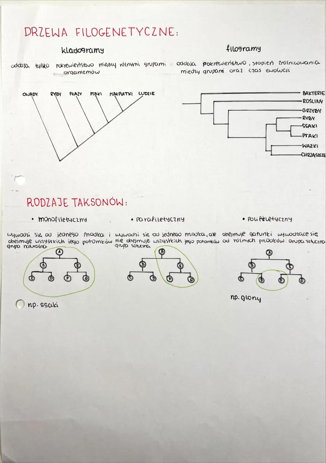 ## RÓŻNORODNOŚĆ
PROKARIONTÓW, PROTISTÓW, GRZYBÓW I POROSTÓW SYSTEMATYKA BIOLOGICZNA
↓
ponadkowanie
dziedzina biologii zajmująca się klasyfik