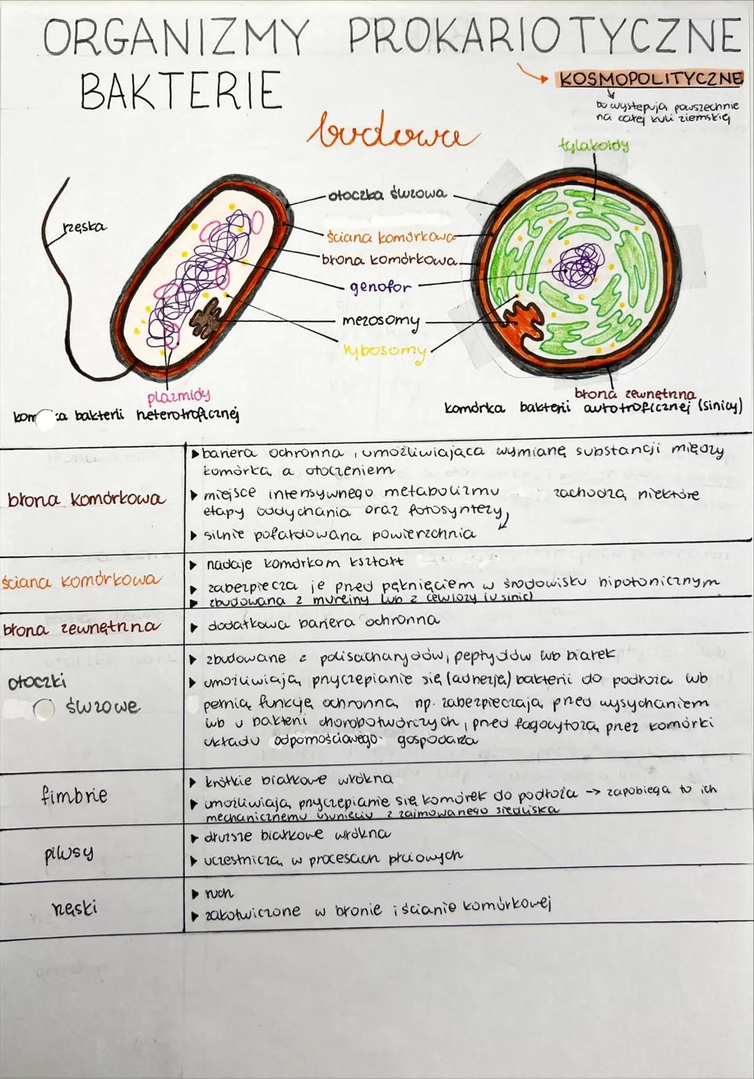 ## RÓŻNORODNOŚĆ
PROKARIONTÓW, PROTISTÓW, GRZYBÓW I POROSTÓW SYSTEMATYKA BIOLOGICZNA
↓
ponadkowanie
dziedzina biologii zajmująca się klasyfik