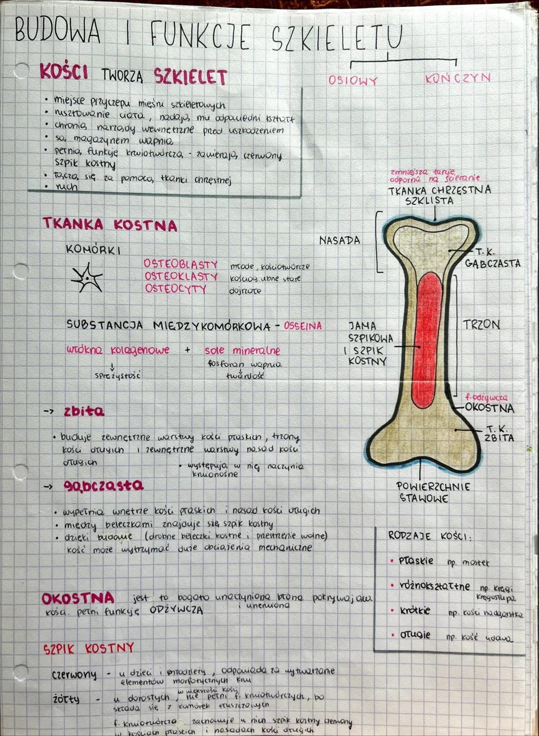 UKŁAD RUCHU # BUDOWA I FUNKCJE SZKIELETU
## KOŚCI TWORZĄ SZKIELET
OSIOWY KOŃCZYN
- miejsce przyczepu mięśni szkieletowych
- rusztowan