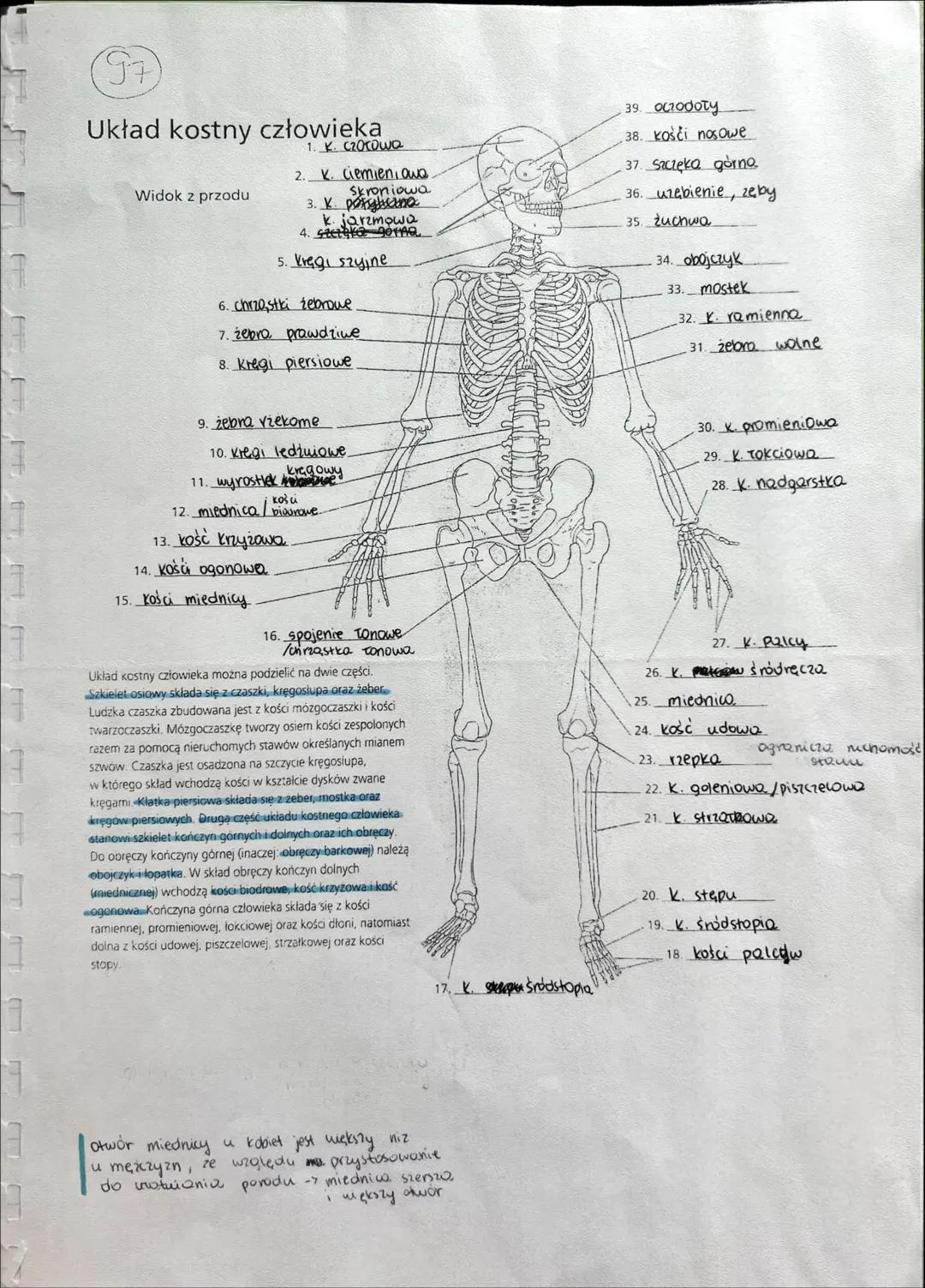 UKŁAD RUCHU # BUDOWA I FUNKCJE SZKIELETU
## KOŚCI TWORZĄ SZKIELET
OSIOWY KOŃCZYN
- miejsce przyczepu mięśni szkieletowych
- rusztowan