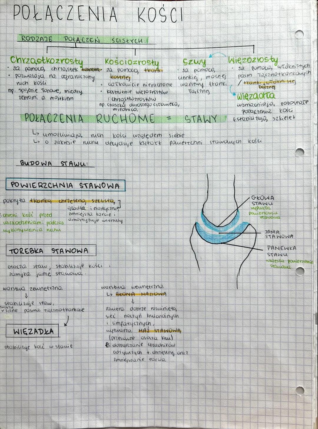 UKŁAD RUCHU # BUDOWA I FUNKCJE SZKIELETU
## KOŚCI TWORZĄ SZKIELET
OSIOWY KOŃCZYN
- miejsce przyczepu mięśni szkieletowych
- rusztowan