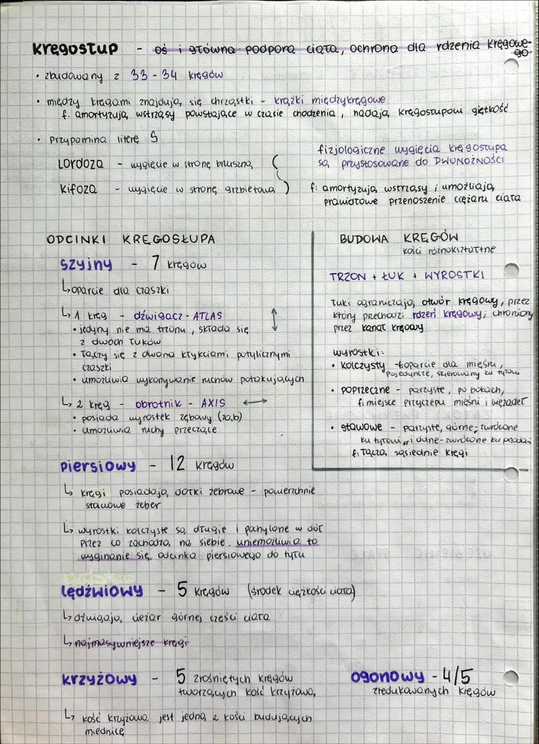 UKŁAD RUCHU # BUDOWA I FUNKCJE SZKIELETU
## KOŚCI TWORZĄ SZKIELET
OSIOWY KOŃCZYN
- miejsce przyczepu mięśni szkieletowych
- rusztowan