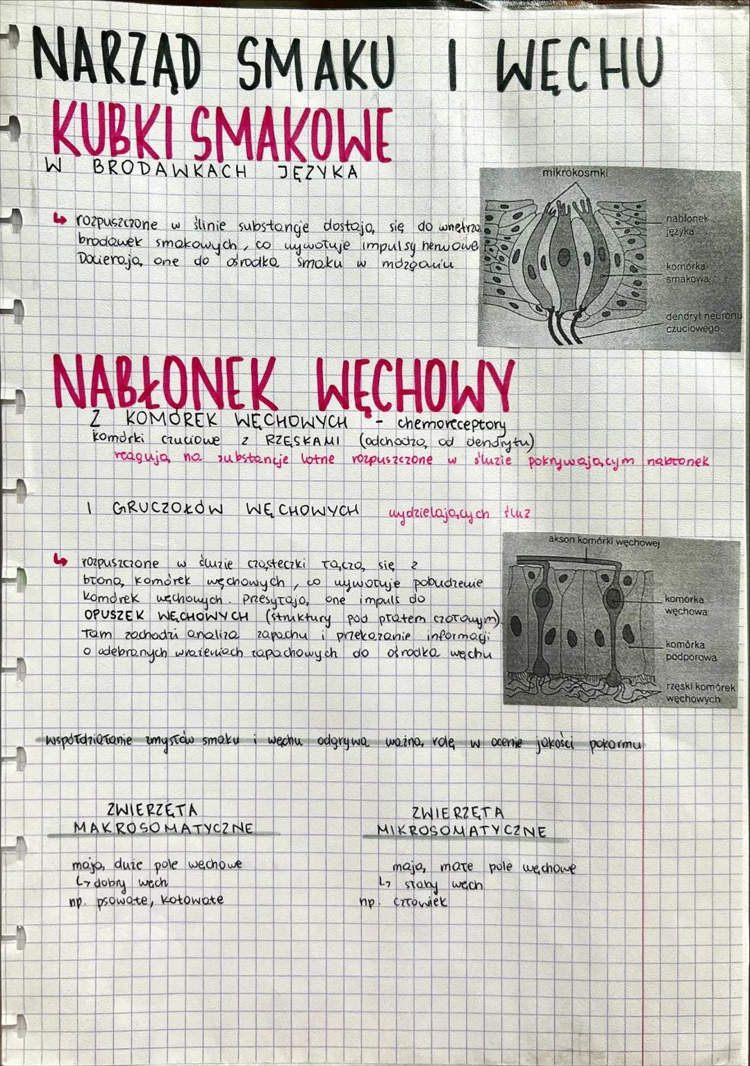 NARZ
ADY
ZMYŚKÓW --- OCR Start ---
NARZĄDY ZMYSŁÓW
złożoność budowy
JEDNOKOMORKOWE
zmysły skórne
SKUPISKA KOMOREK
CZUCIOWYCH
zmysły chemiczn