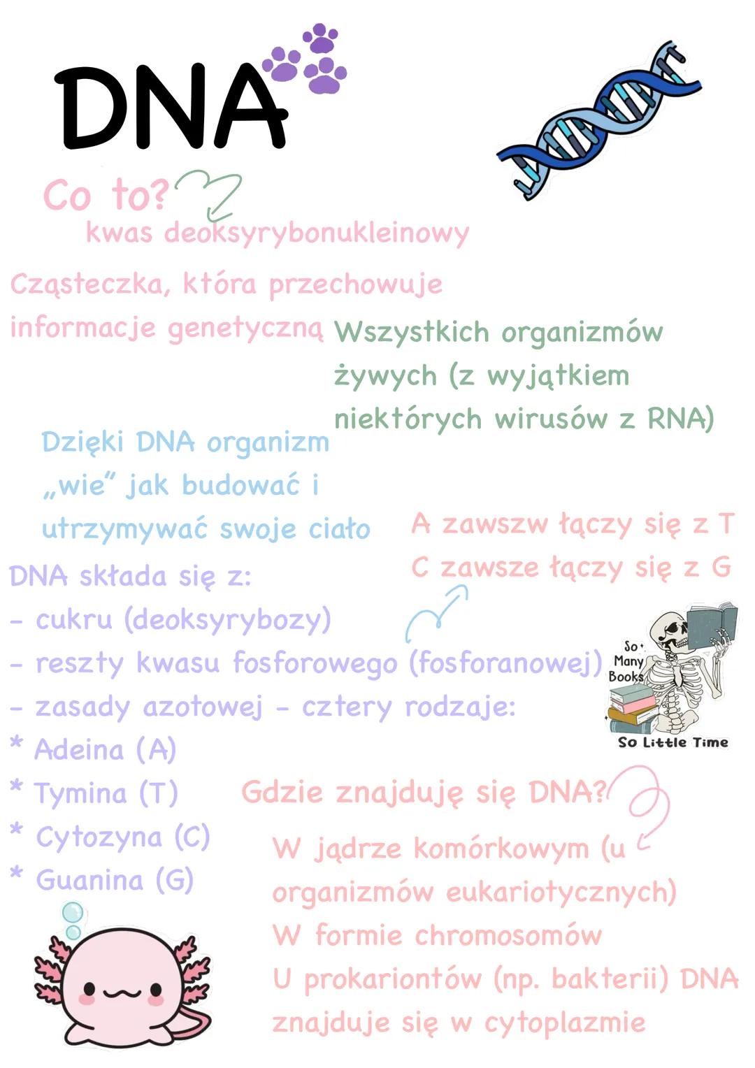 DNA
Co to?
kwas deoksyrybonukleinowy
Cząsteczka, która przechowuje
informacje genetyczną Wszystkich organizmów
Dzięki DNA organizm
„wie” jak