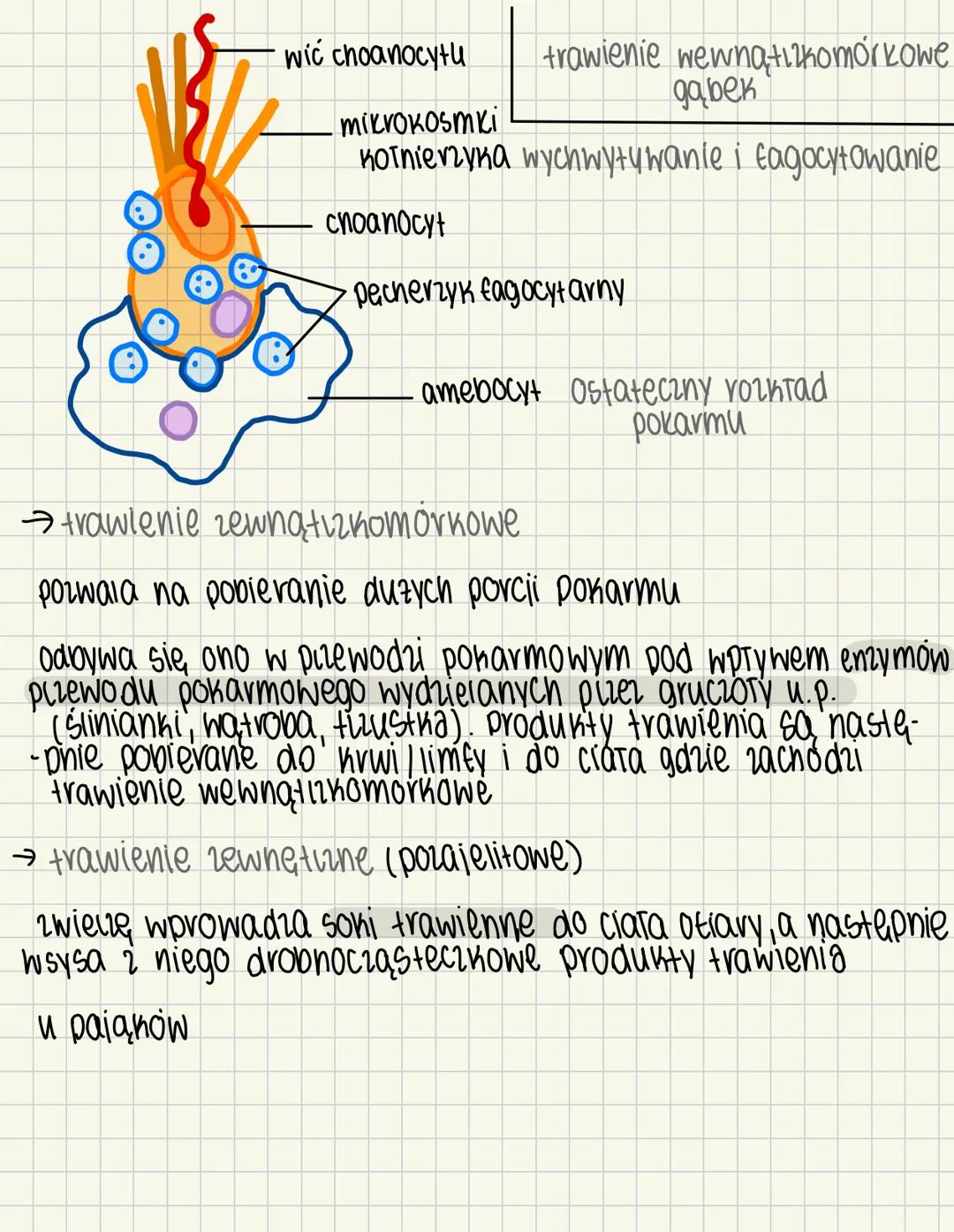 # Oddychanie się zwierząt 4.1
zwierzęta to heterotrofy – odżywiają się materią organiczną, którą pobierają ze środowiska
# SPOSOBY POBIERA