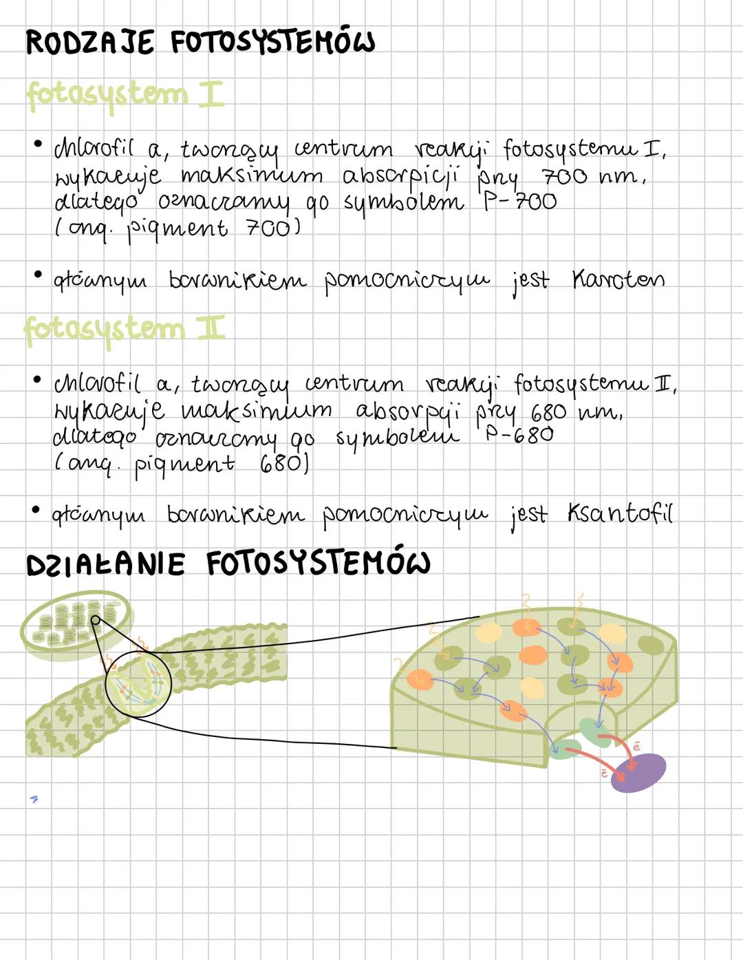 FOTOSYNTEZA
Autotroficzne odżywianie się organizmów
Każdy organizm do życia i do budowy ciała
potrebuje energii. Podstawowym źródłem energii