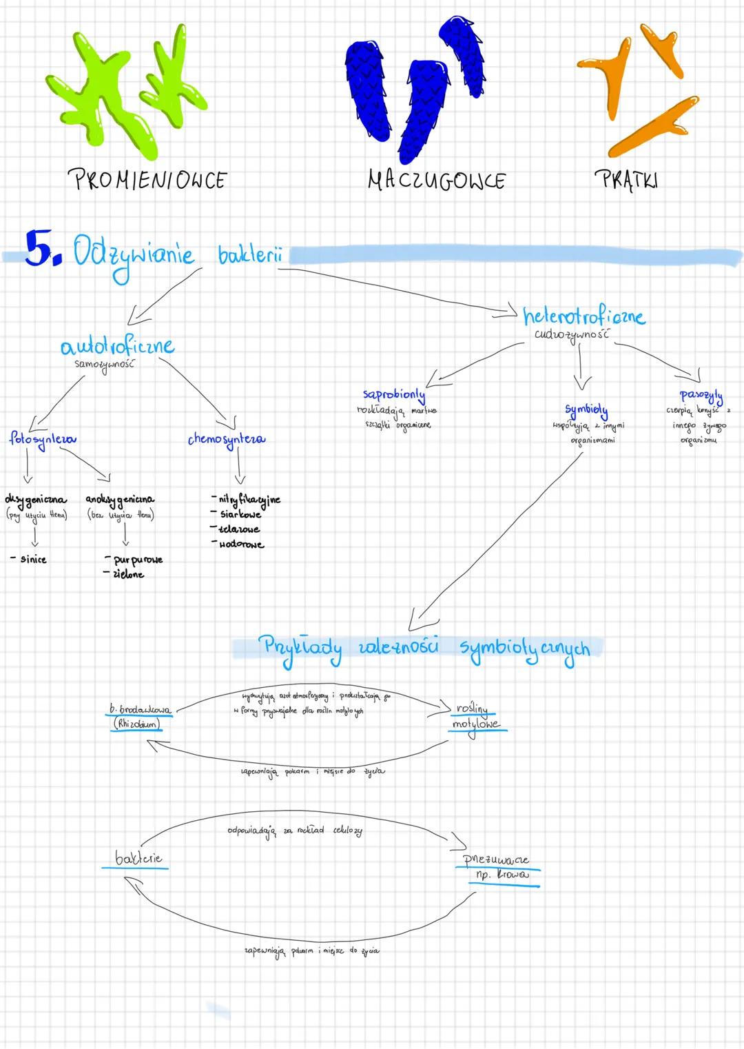 2. Róinorodność
organizmów
BAKTERIE
1. Budowa ogólna bakterii
organizmy prokariotycine
(bez jadra komórkowego
błona komórkowa
tylakoidy
+
-