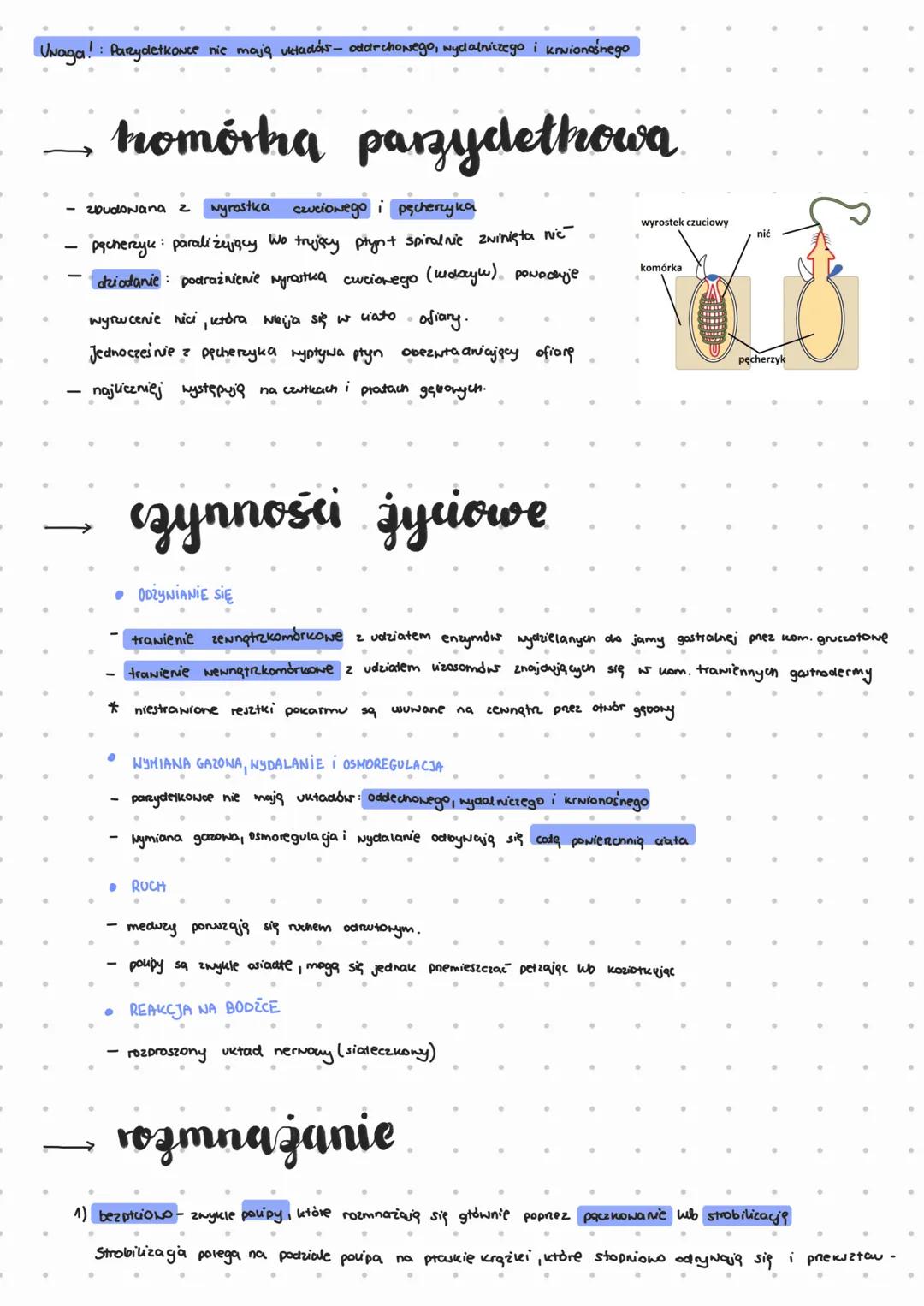 Parzydełkowce
→ charakterystyka
1) zwierzęta tkankowe, dwuwarstwowe o symetrii promienistej
2) w ścianie ciała obecność komórek parzydełkowy