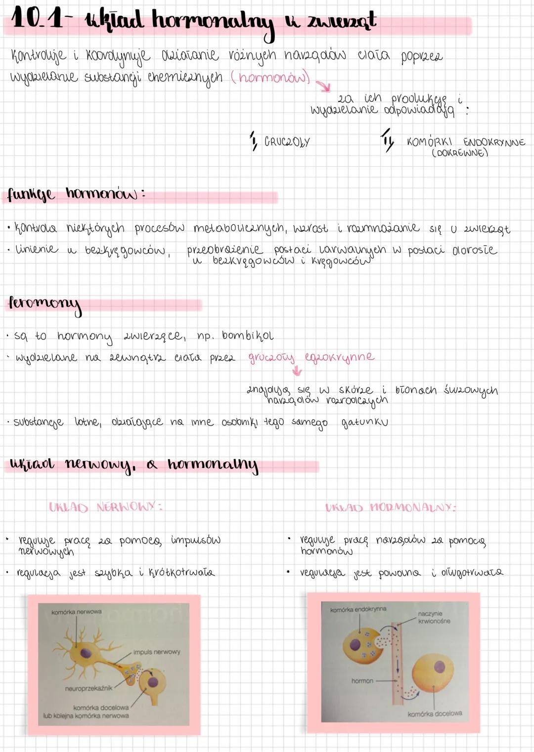 10.1- układ hormonalny u zwierząt
Kontroluje i koordynuje działanie różnych narządów ciała poprzez
wydzielanie substancji chemicznych (horm