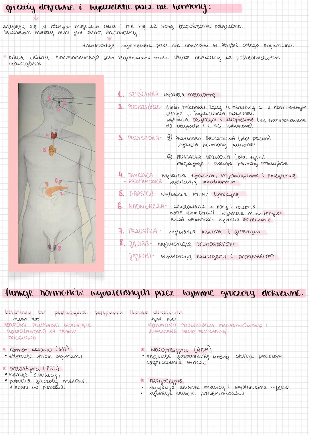 10.1- układ hormonalny u zwierząt
Kontroluje i koordynuje działanie różnych narządów ciała poprzez
wydzielanie substancji chemicznych (horm