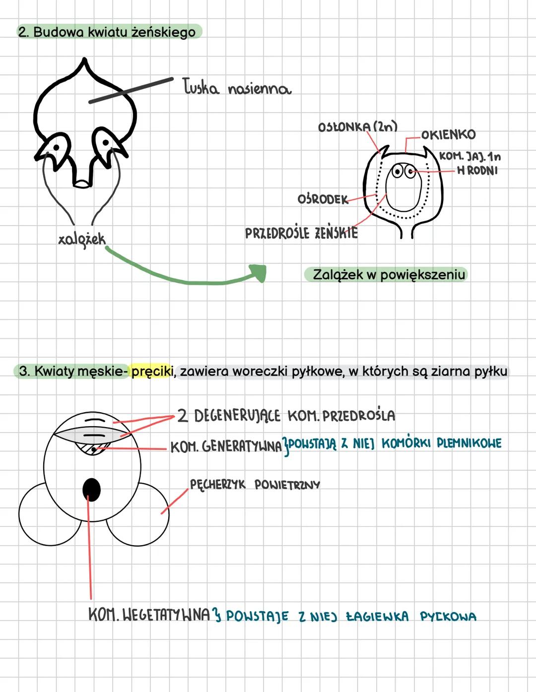 ROSLINY NAGONASIENNE/NAGOZALAZKOWE
Cechy roślin nasiennych
- wytwarzanie nasion
- są organowcami
- są roślinami naczyniowymi (mają drewno)