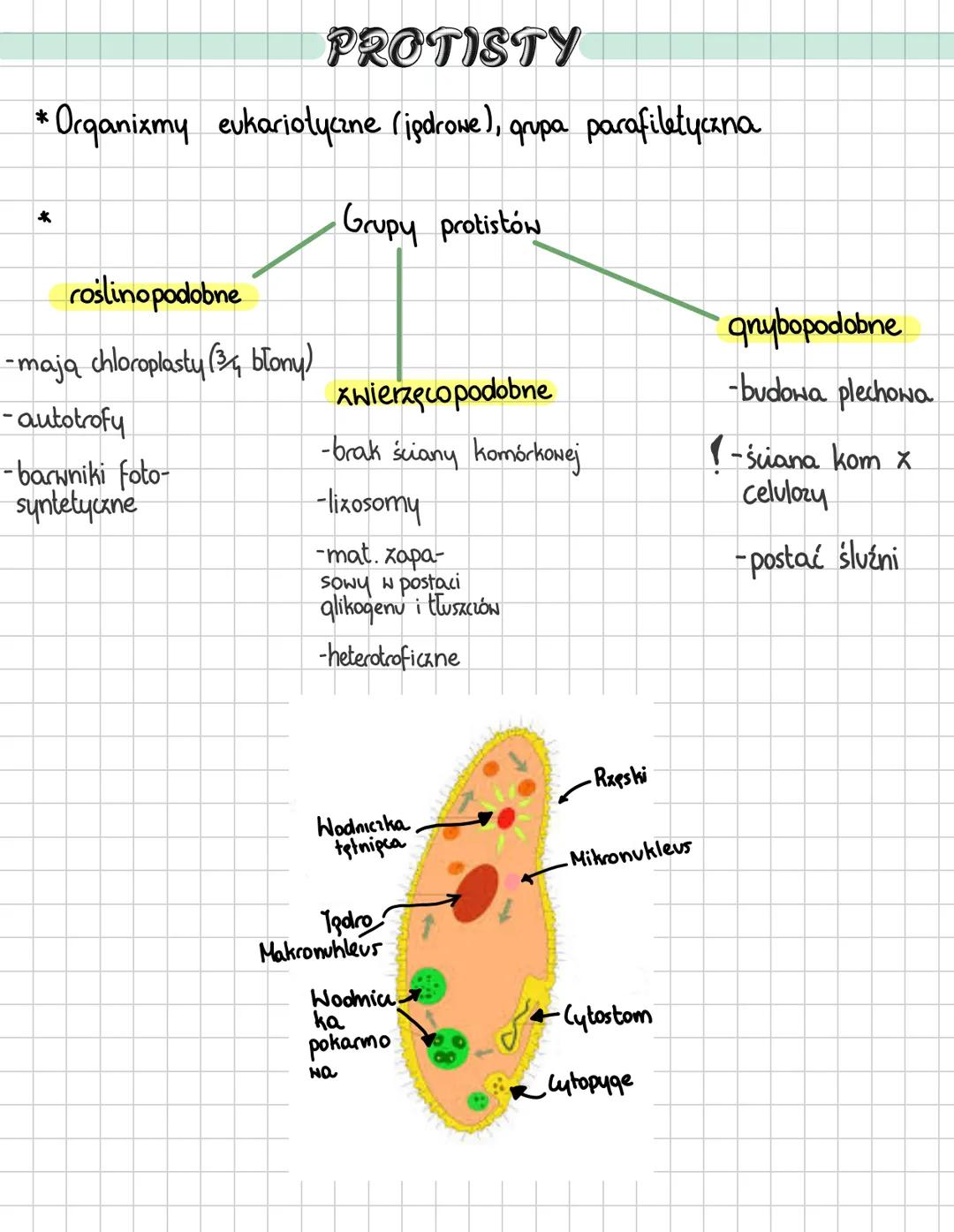 PROTISTY
* Organizmy eukariotyczne (ipdrowe), grupa parafiletyczna
*
Grupy protistów
roślinopodobne
-mają chloroplasty (3+ błony)
- autotrof