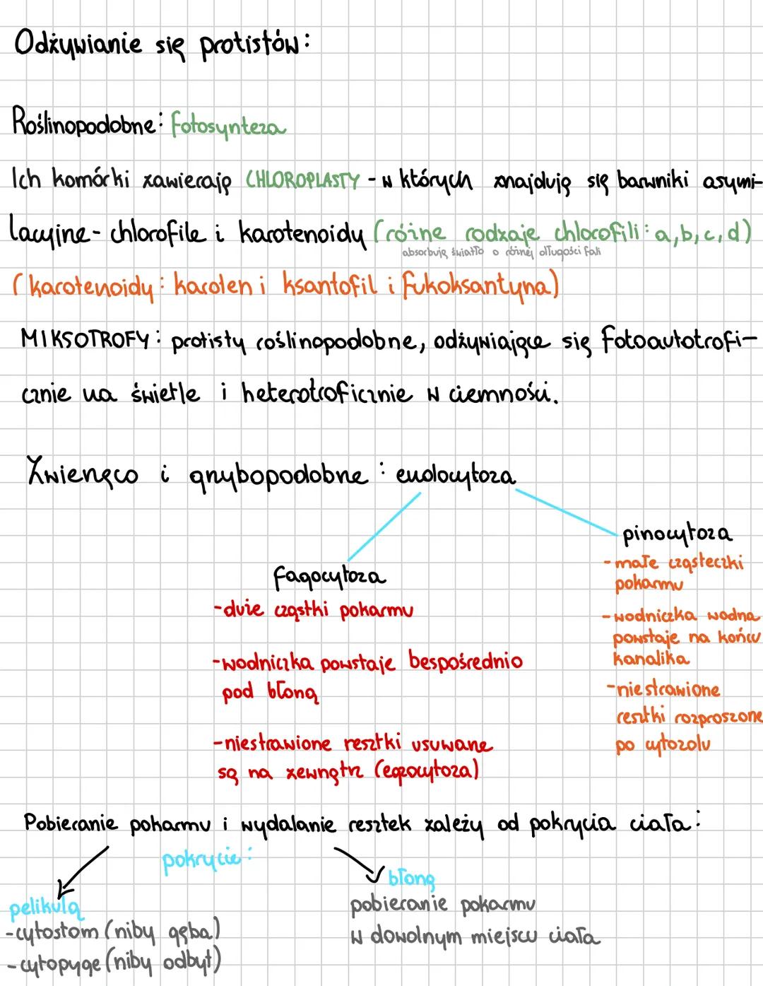 PROTISTY
* Organizmy eukariotyczne (ipdrowe), grupa parafiletyczna
*
Grupy protistów
roślinopodobne
-mają chloroplasty (3+ błony)
- autotrof