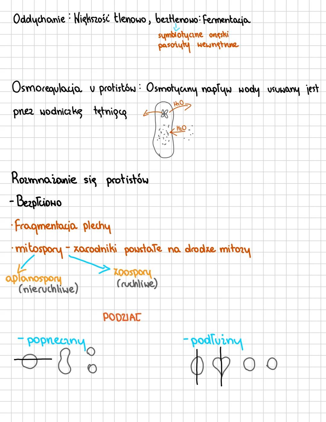 PROTISTY
* Organizmy eukariotyczne (ipdrowe), grupa parafiletyczna
*
Grupy protistów
roślinopodobne
-mają chloroplasty (3+ błony)
- autotrof