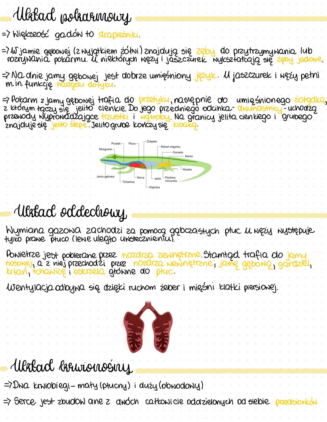 Gady
• Zmiennocieplne
• W czasie chłodów zapadają w stan hibernacji
• Wyróżniamy: żółwie, krokodyle, sfenodonty oraz tuskonośne
Pokrycie