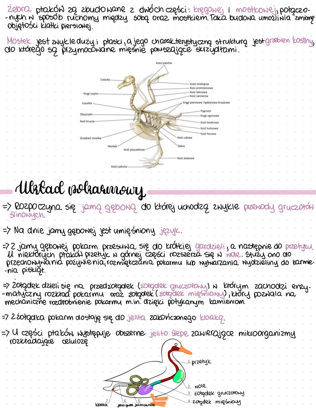 * Plaki
Ptaki są zwierzętami stałocieplnymi. Temperatura ich ciała nie jest zależna od
otoczenia i wynosi 38-44°C. Większość ptakón cechuje