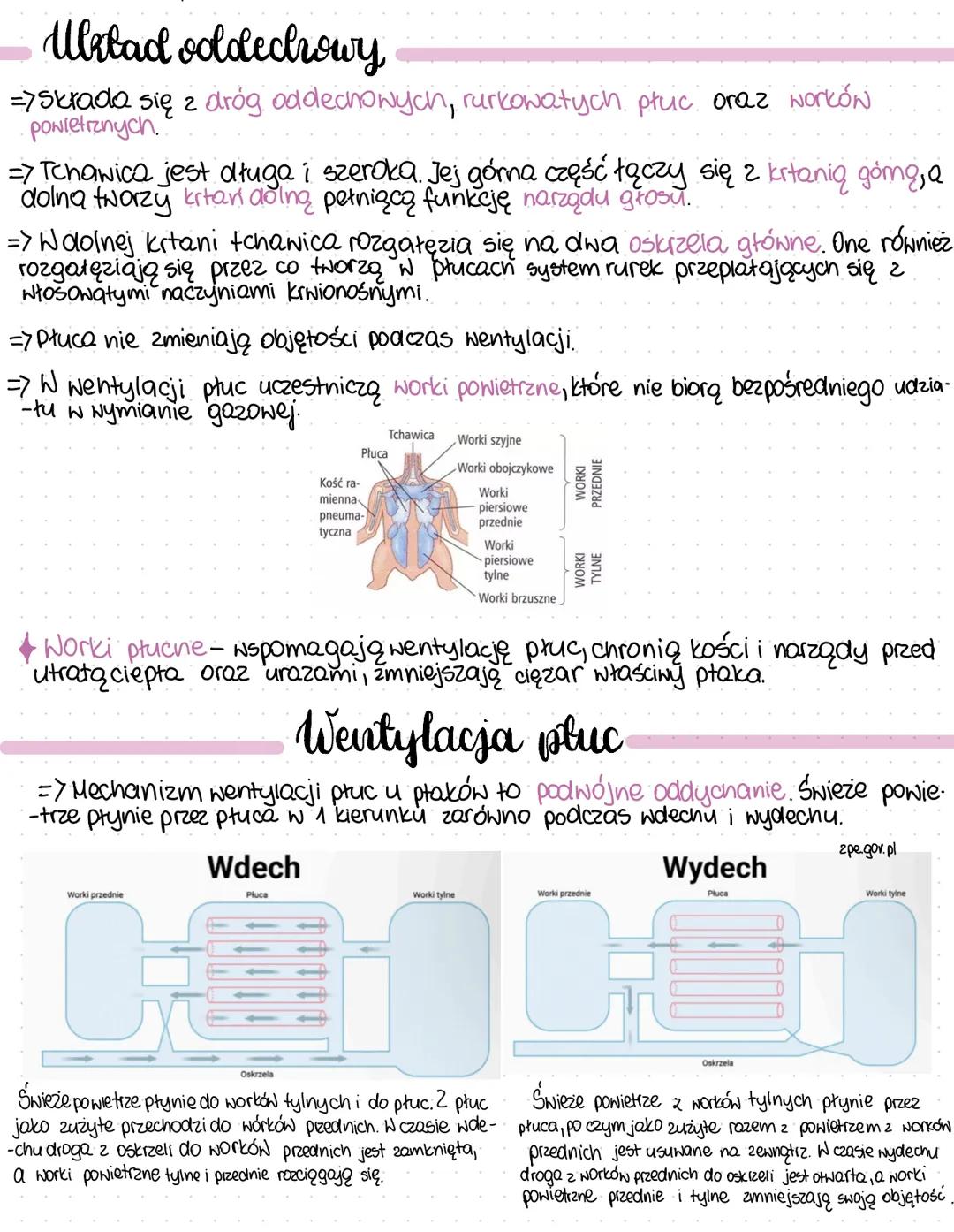 * Plaki
Ptaki są zwierzętami stałocieplnymi. Temperatura ich ciała nie jest zależna od
otoczenia i wynosi 38-44°C. Większość ptakón cechuje