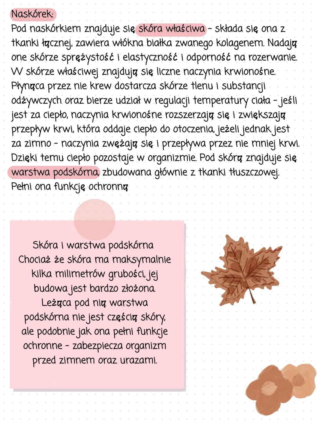 Funkcje skóry:
Budowa i funkcje skóry
• ochrona - chroni przed urazami, szkodliwymi substancjami,
drobnoustrojami chorobotwórczymi i promien