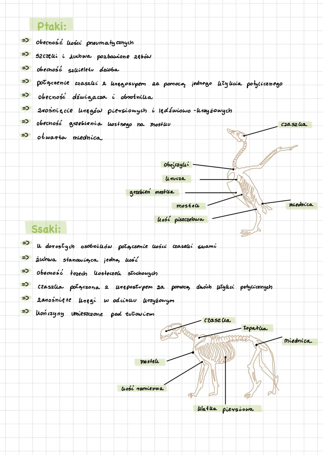 Charakterystyka strunowców:
Cechy:
=> Występuje u nich struna grzbietowa
=> Maja gardziel ze szczelinami: szparowatymi
=> Występuje u nich u