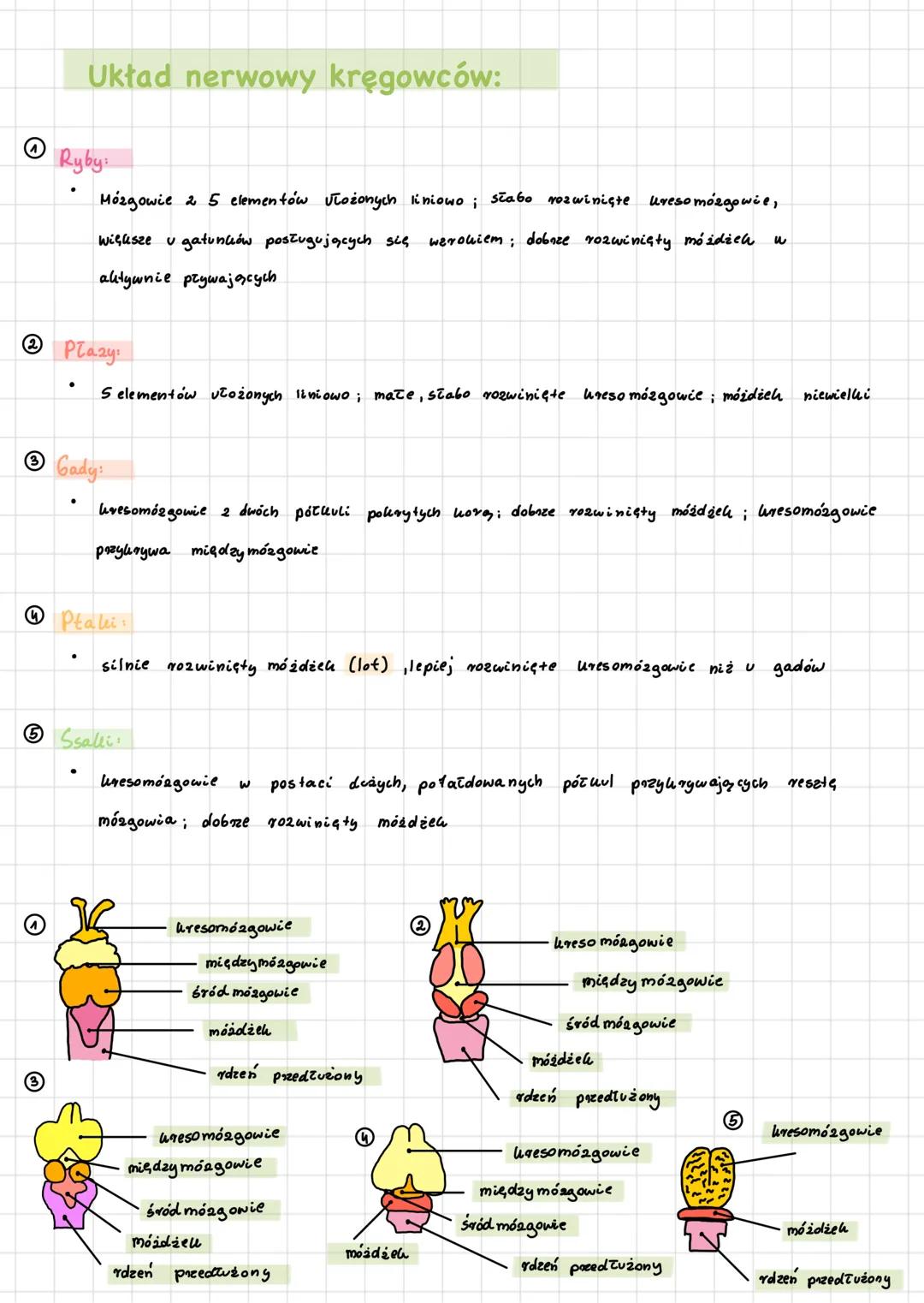 Charakterystyka strunowców:
Cechy:
=> Występuje u nich struna grzbietowa
=> Maja gardziel ze szczelinami: szparowatymi
=> Występuje u nich u