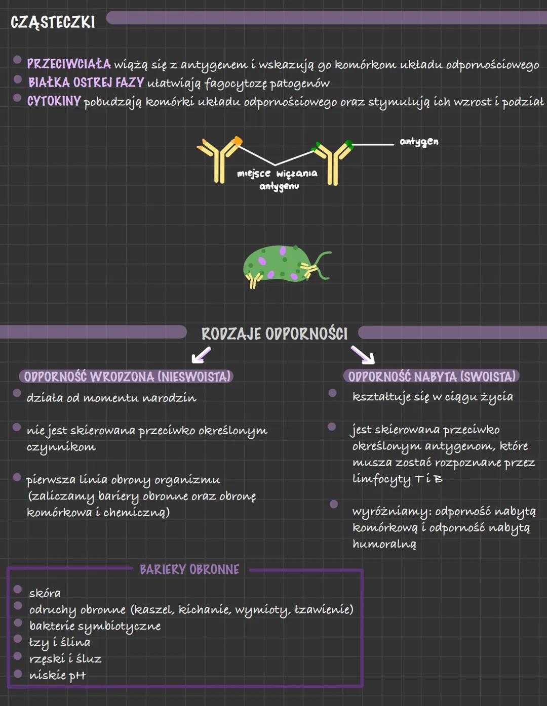 BUDOWA UKŁADU ODPORNOŚCIOWEGO
RODZAJE ODPORNOŚCI
ELEMENTY UKŁADU LIMFATYCZNEGO I ICH FUNKCJE
- NACZYNIA LIMFATYCZNE WRAZ Z LIMFĄ- transport