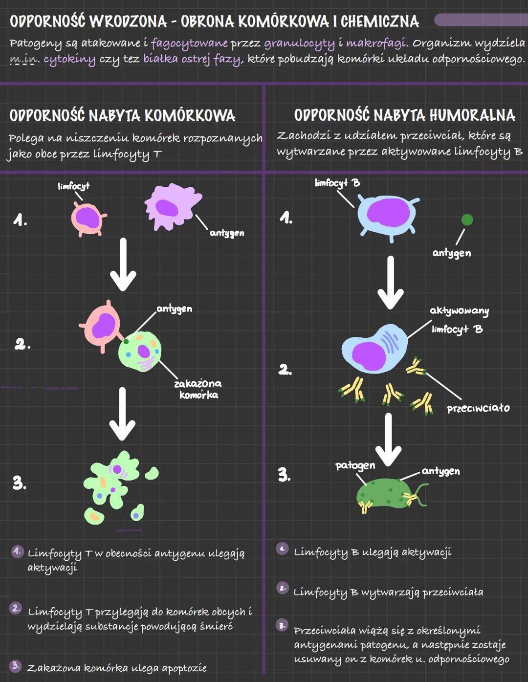 BUDOWA UKŁADU ODPORNOŚCIOWEGO
RODZAJE ODPORNOŚCI
ELEMENTY UKŁADU LIMFATYCZNEGO I ICH FUNKCJE
- NACZYNIA LIMFATYCZNE WRAZ Z LIMFĄ- transport