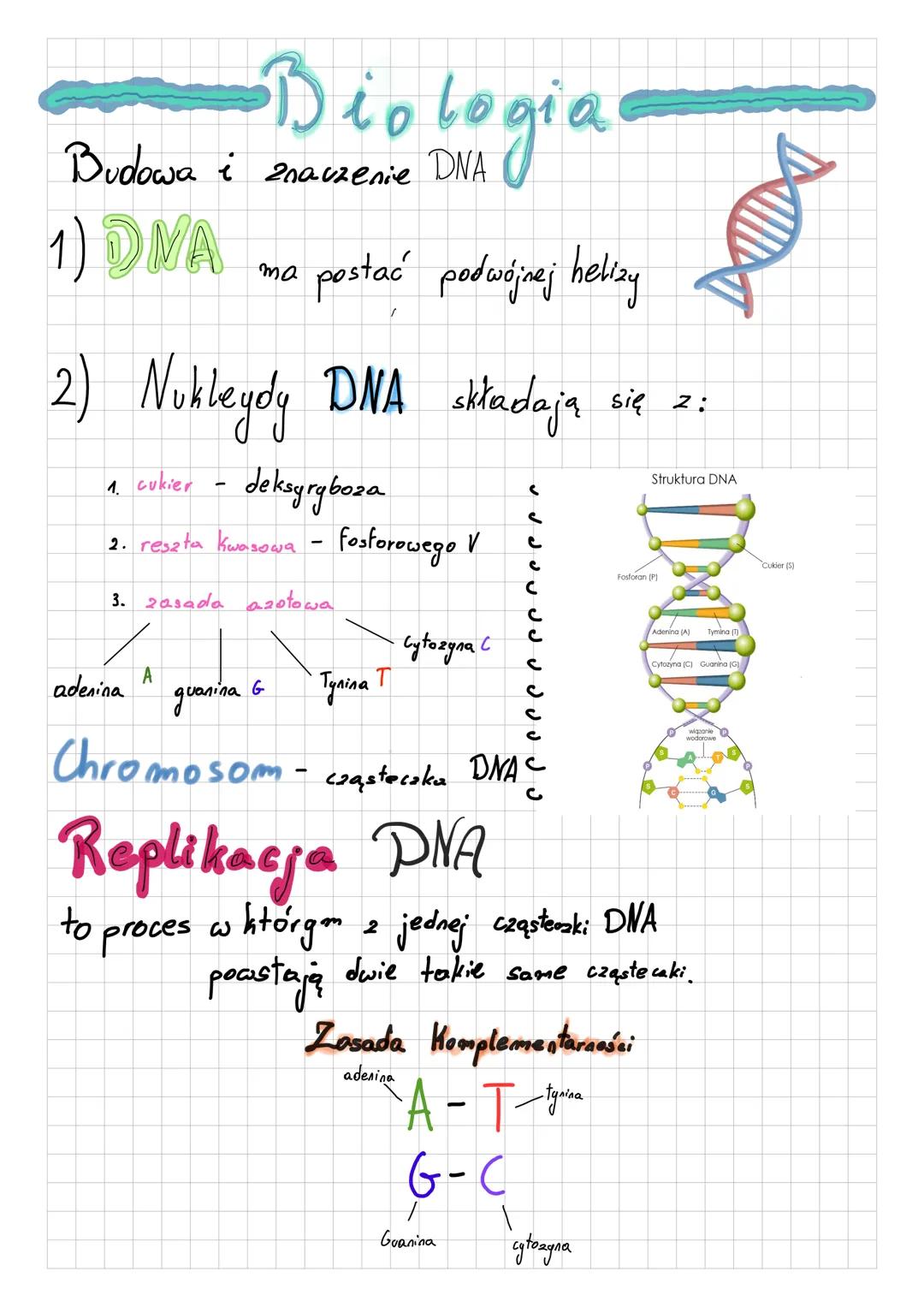 # Biologia
Budowa i znaczenie DNA
1) **DNA** ma postać podwójnej helizy
2) **Nukleotydy DNA** składają się z:
1. cukier - deksyryboza
2.