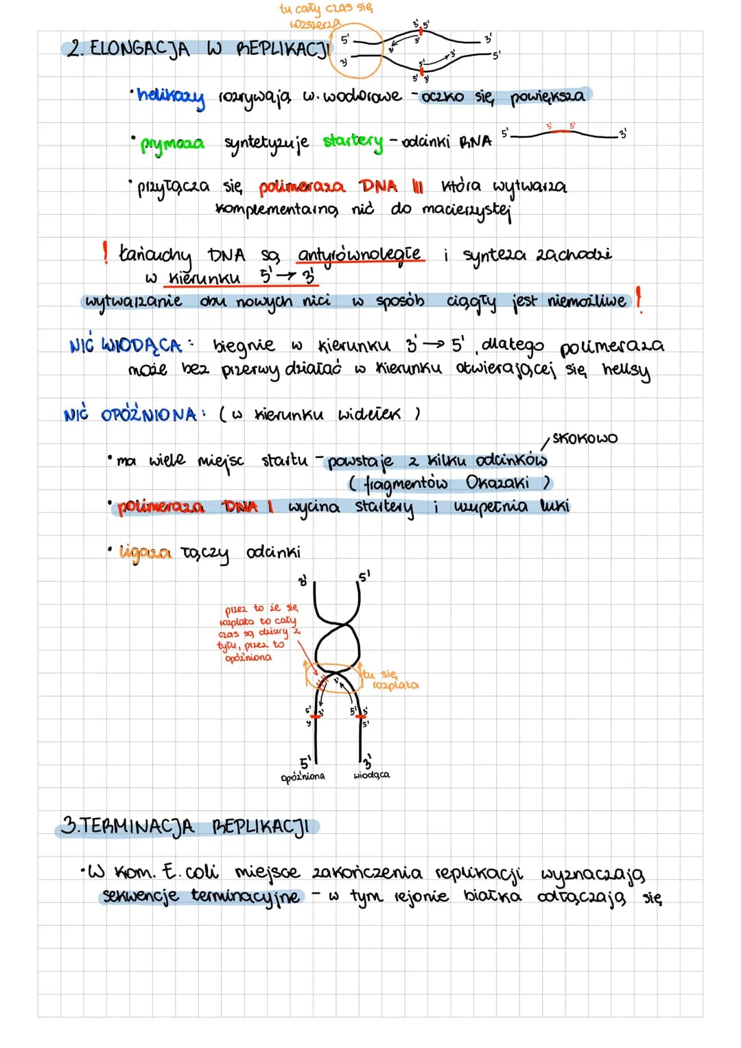 REPLIKACJA DNA
- faza S cyklu
- proces anaboliczny
semikonserwatywna replikacja / półzachowawcza
- 2 macierzystych cząsteczek (dwuniciowej)
