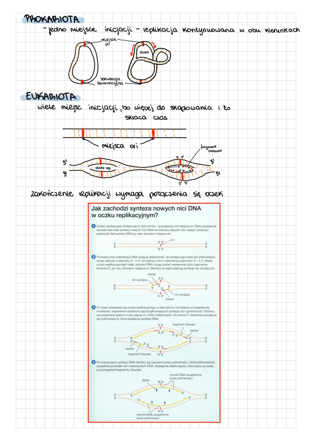 REPLIKACJA DNA
- faza S cyklu
- proces anaboliczny
semikonserwatywna replikacja / półzachowawcza
- 2 macierzystych cząsteczek (dwuniciowej)