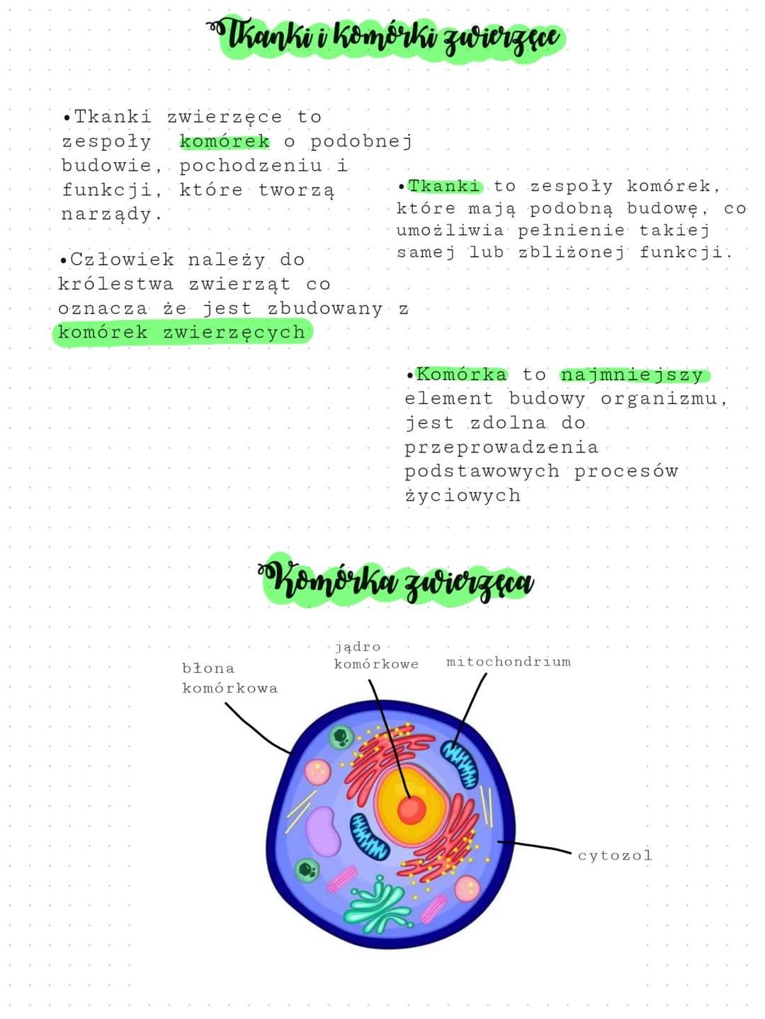 •Tkanki zwierzęce to
zespoły komórek o podobnej
budowie, pochodzeniu i
funkcji, które tworzą
narządy.
•Człowiek należy do
królestwa zwierząt