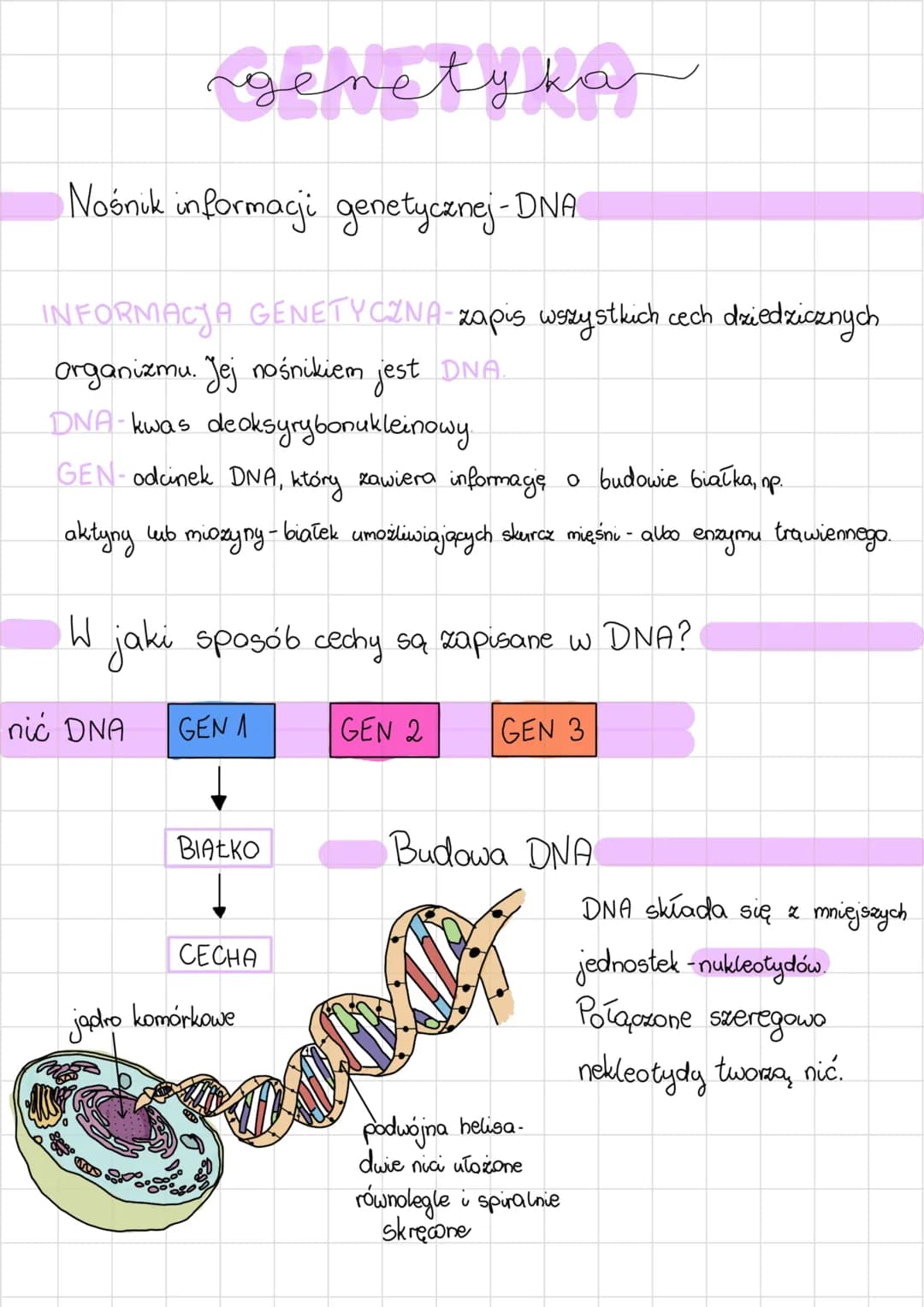 genetyka
Nośnik informacji genetycznej -DNA
INFORMACJA GENETYCZNA - zapis wszystkich cech dziedzicznych
organizmu. Jej nośnikiem jest DNA.
D