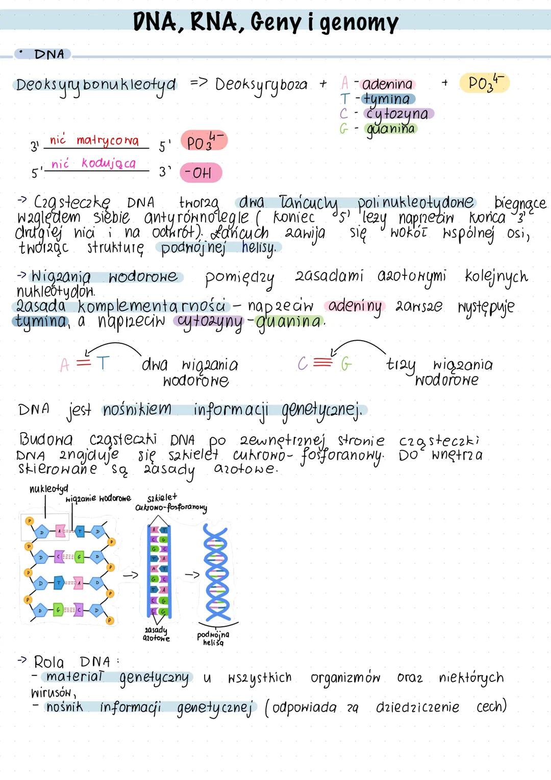 ## DNA, RNA, Geny i genomy
* DNA
Deoksyrybonukleotyd => Deoksyryboza + A - adenina + PO₄³⁻
T - tymina
C - cytozyna
G - guanina
3' nić matr