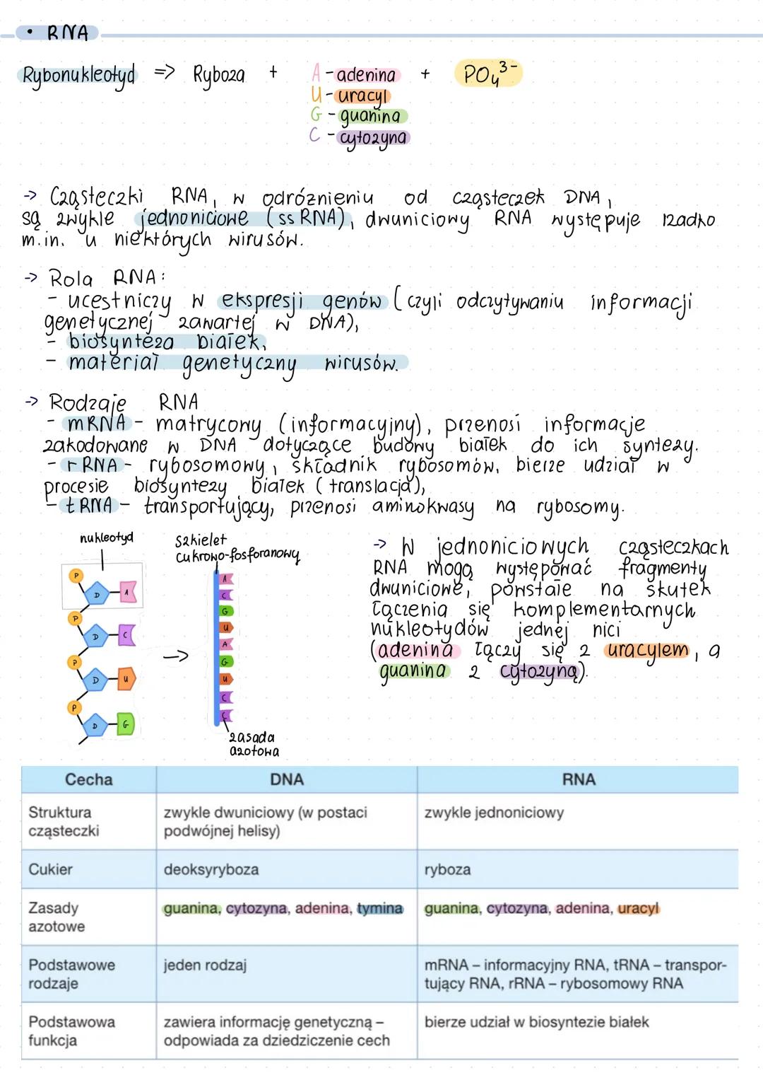 ## DNA, RNA, Geny i genomy
* DNA
Deoksyrybonukleotyd => Deoksyryboza + A - adenina + PO₄³⁻
T - tymina
C - cytozyna
G - guanina
3' nić matr