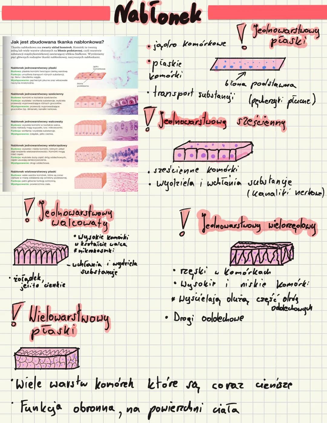 ## Jak jest zbudowana tkanka nabłonkowa?
Tkanka nabłonkowa to zwarty układ komórek. Komórki te tworzą jedną lub wiele warstw ułożonych na b
