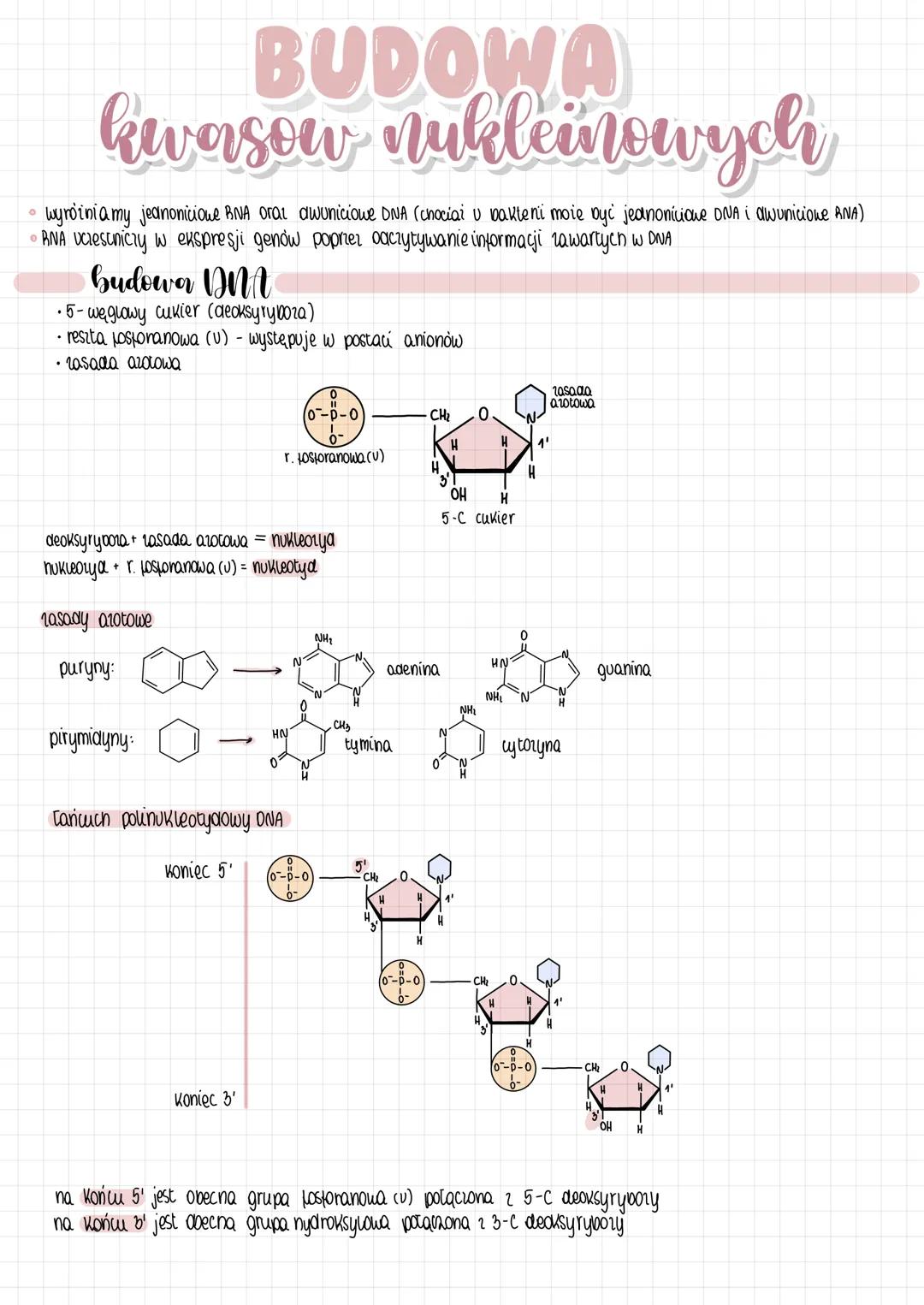 BUDOWA
kwasow nukleinowych
• wyróżniamy jednoniciowe RNA oraz dwuniciowe DNA (chociaż u bakterii może być jednoniciowe DNA i dwuniciowe RNA)