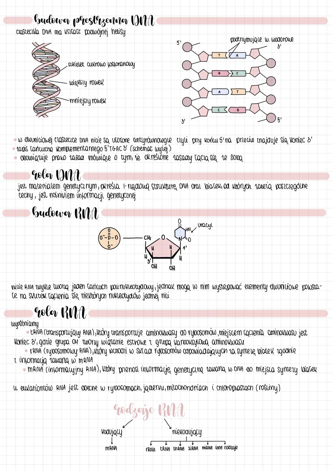BUDOWA
kwasow nukleinowych
• wyróżniamy jednoniciowe RNA oraz dwuniciowe DNA (chociaż u bakterii może być jednoniciowe DNA i dwuniciowe RNA)