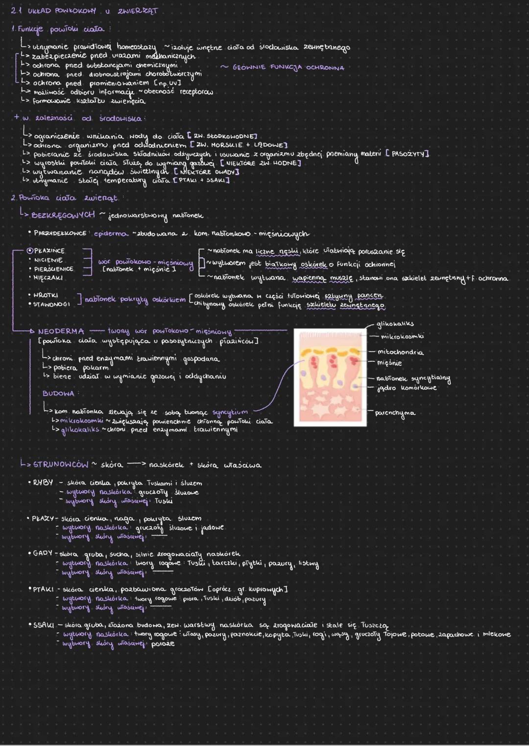2.1 UKŁAD POWKOKOWY U ZWIERZĄT
1. Funkcje powłoki ciata:
L
-> utrymanie prawidiowej homeostazy ~izoluje wnętne ciała od środowiska zewnętr
