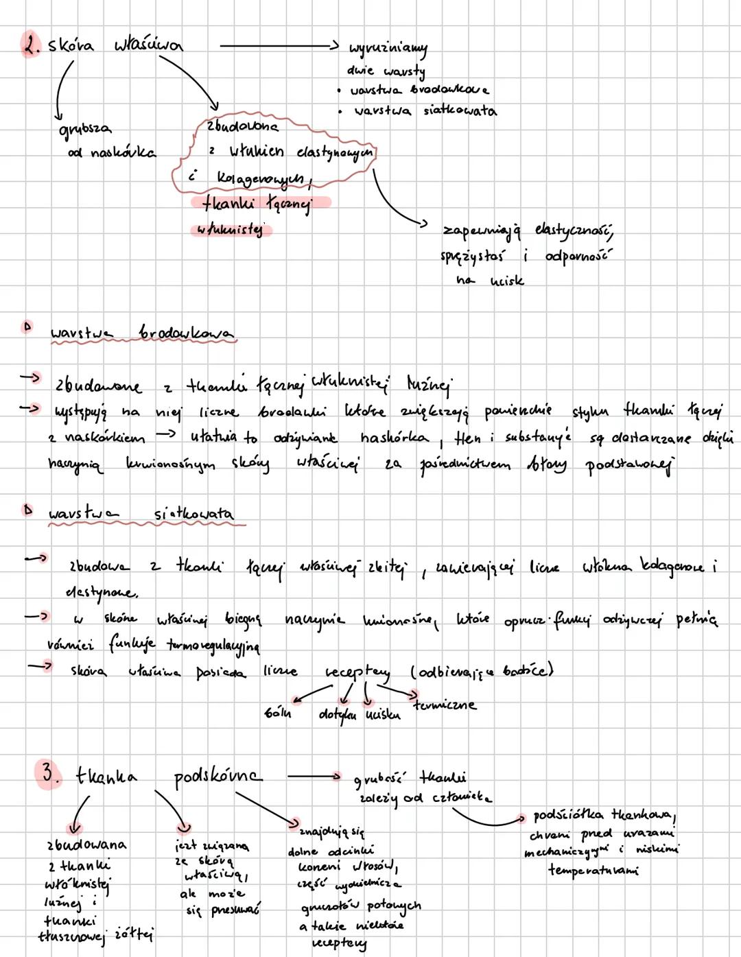 # Budowa skóry
1. naskórek
nabłench wielowarstwowy
płaski rogowaciejquy.
Jego komórki twong duie wyraźne warsty
Powierzchniową, zrogamaxia