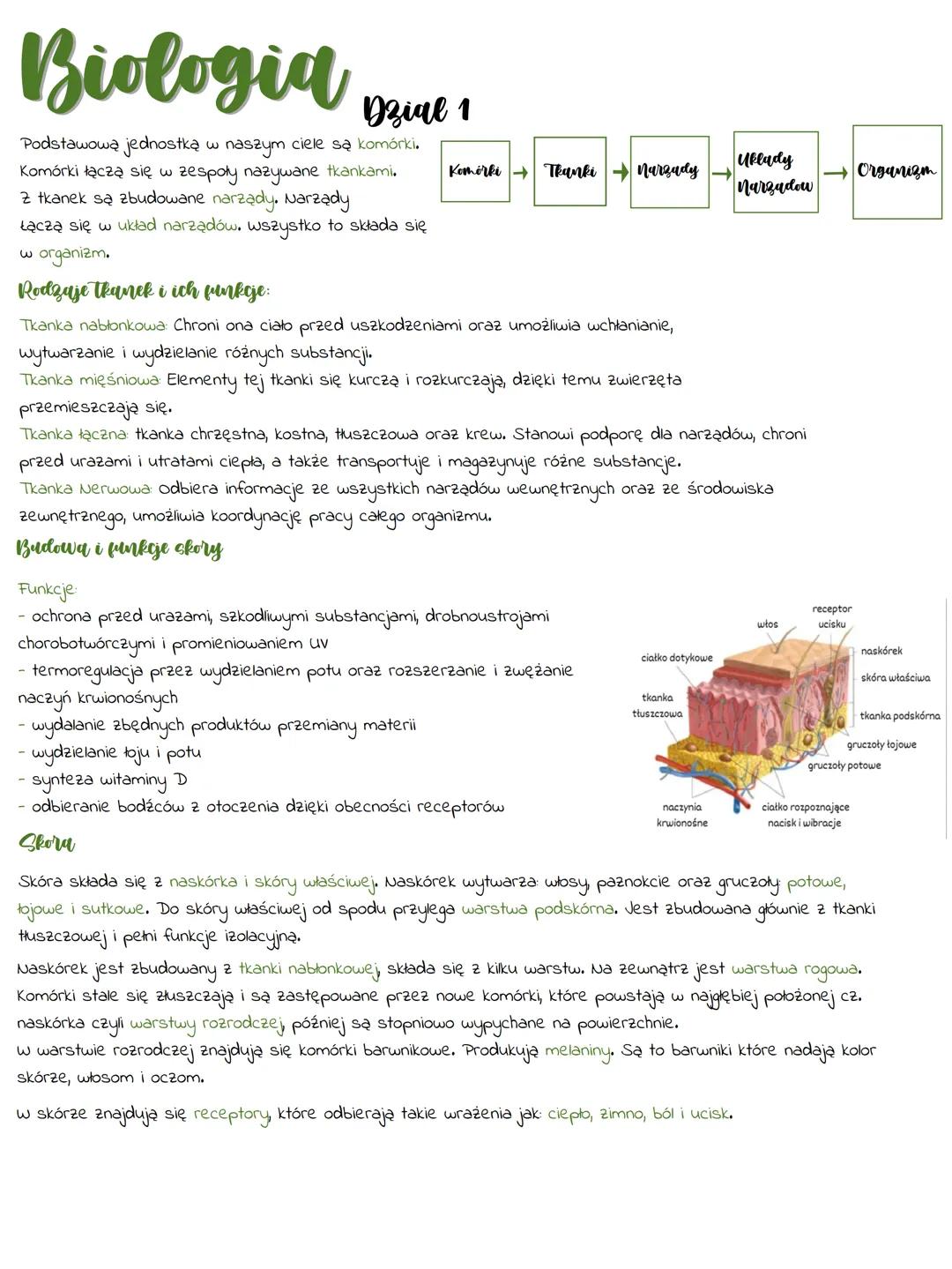 # Biologia
## Dział 1
Podstawową jednostką w naszym ciele są komórki.
Komórki łączą się w zespoły nazywane tkankami.
2 tkanek są zbudowane