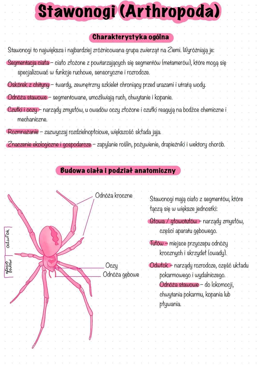 # Stawonogi (Arthropoda)
Charakterystyka ogólna
Stawonogi to największa i najbardziej zróżnicowana grupa zwierząt na Ziemi. Wyróżniają je: