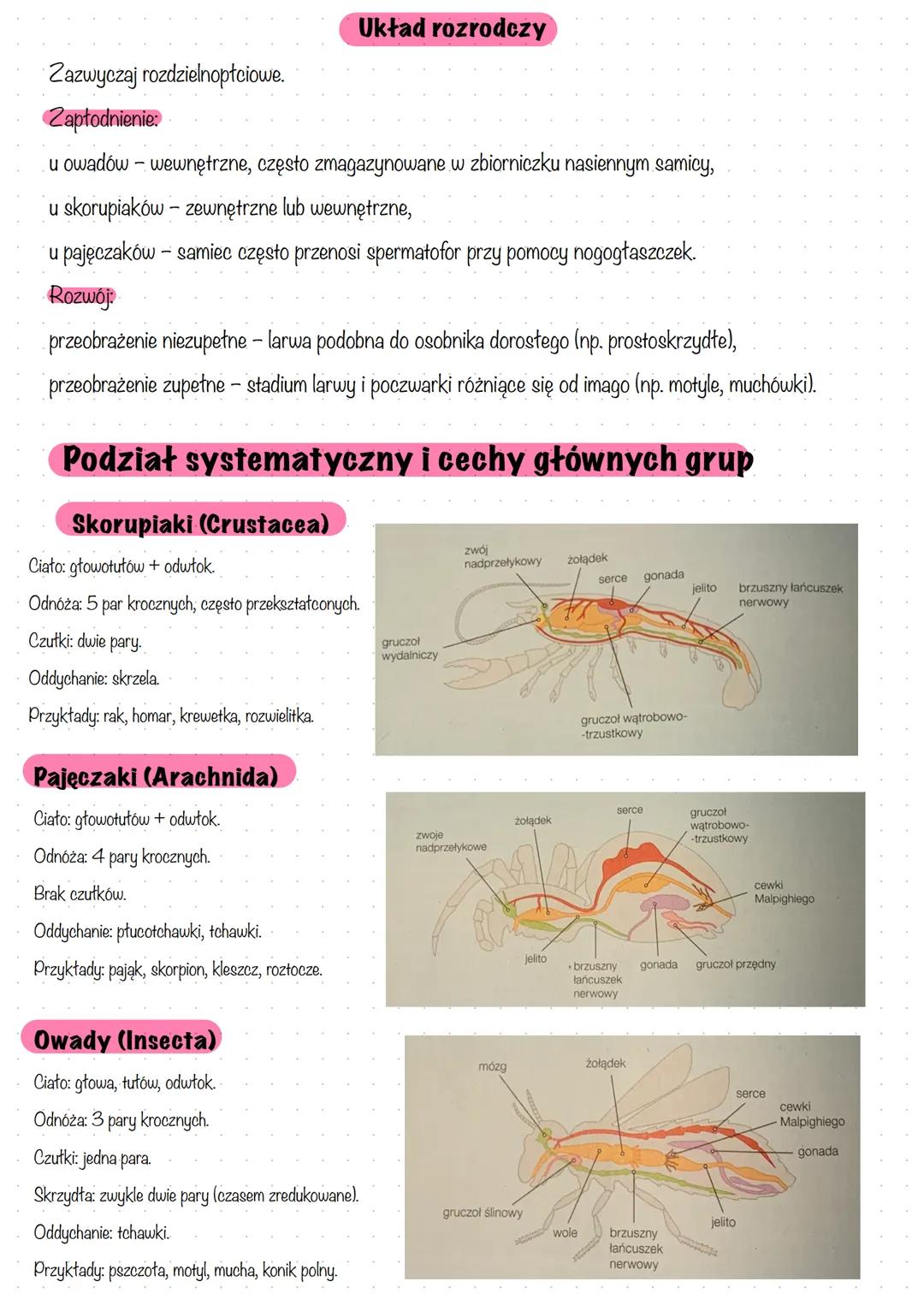 # Stawonogi (Arthropoda)
Charakterystyka ogólna
Stawonogi to największa i najbardziej zróżnicowana grupa zwierząt na Ziemi. Wyróżniają je: