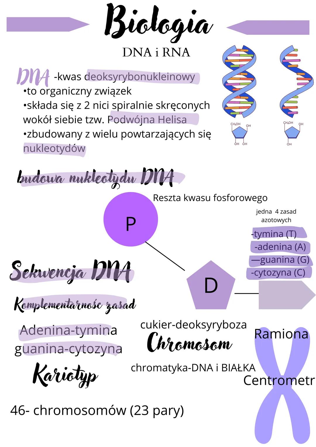 # Biologia
DNA i RNA
DNA -kwas deoksyrybonukleinowy
* to organiczny związek
* składa się z 2 nici spiralnie skręconych
wokół siebie tzw.