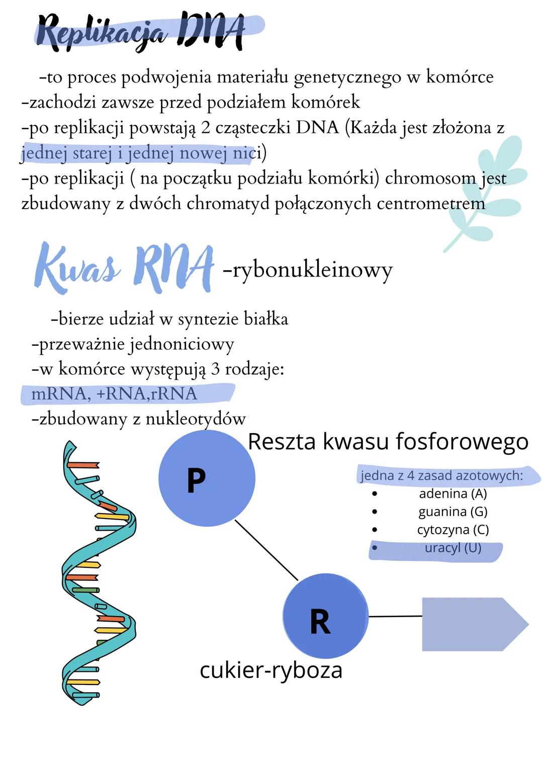 # Biologia
DNA i RNA
DNA -kwas deoksyrybonukleinowy
* to organiczny związek
* składa się z 2 nici spiralnie skręconych
wokół siebie tzw.