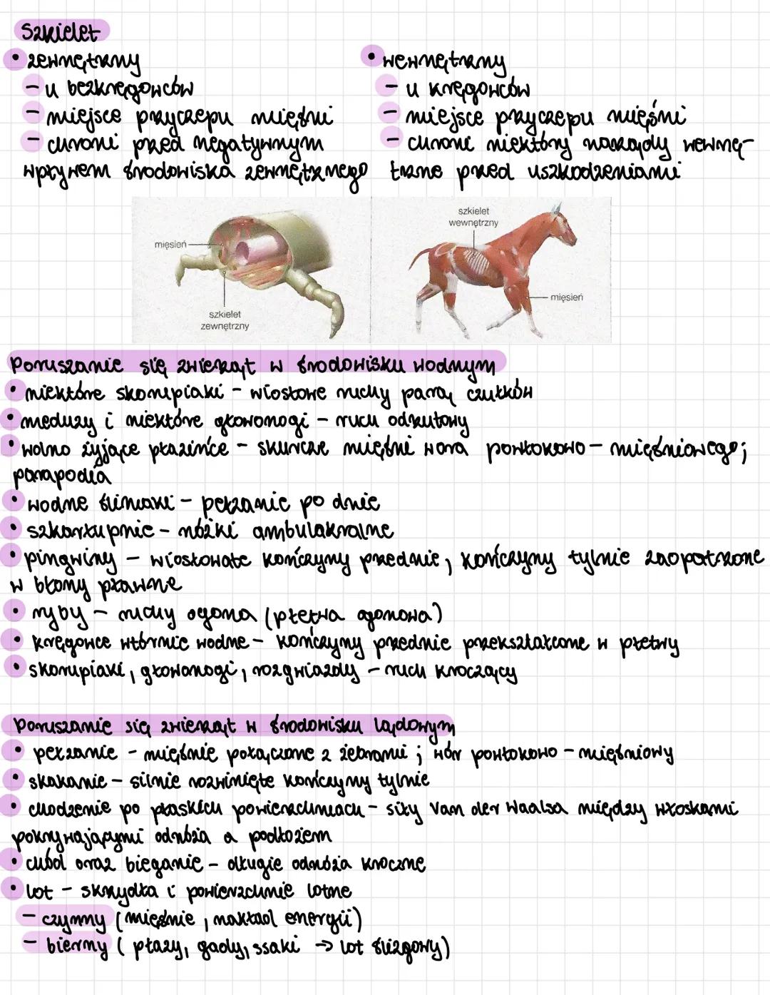 # Ruch u zwierząt
* może olotyczyć całego ciała lub jego części
* актунповж піскона пуновунака риел impuls nerwowy
* sposoby poniszan