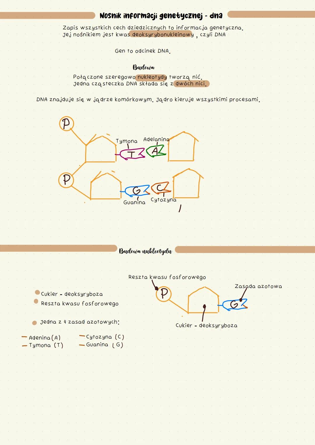 # DNA
NOSNIK informacji genetycznej
Aesthetic Notatka z klasy 8 na 6 🎀 # Nosnik informacji genetycznej - dna
Zapis wszystkich cech dzied