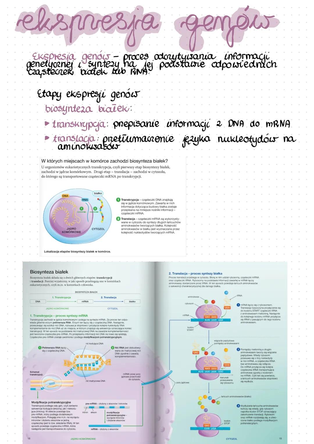 # ekspresja gemów
Ekspresja genow - proces odorytywania informacji
genetycznej i syntezy na jej podstawie odpowiednich
Cząsteczek białek te
