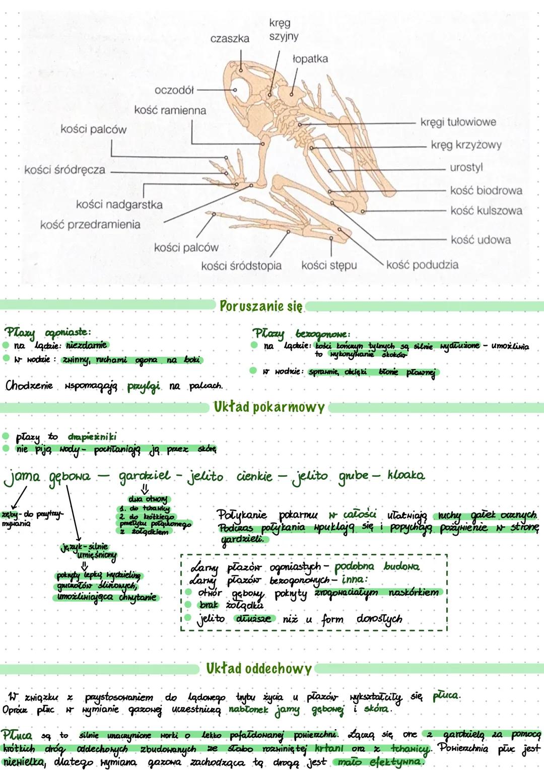 # PLAZY
Są to zwierzęta zmiennocieplne
- prowadzą ziemno- wodny tryb życia
- zapadają zimą w stan hibernacji
## Pokrycie ciała
Skóra płaz