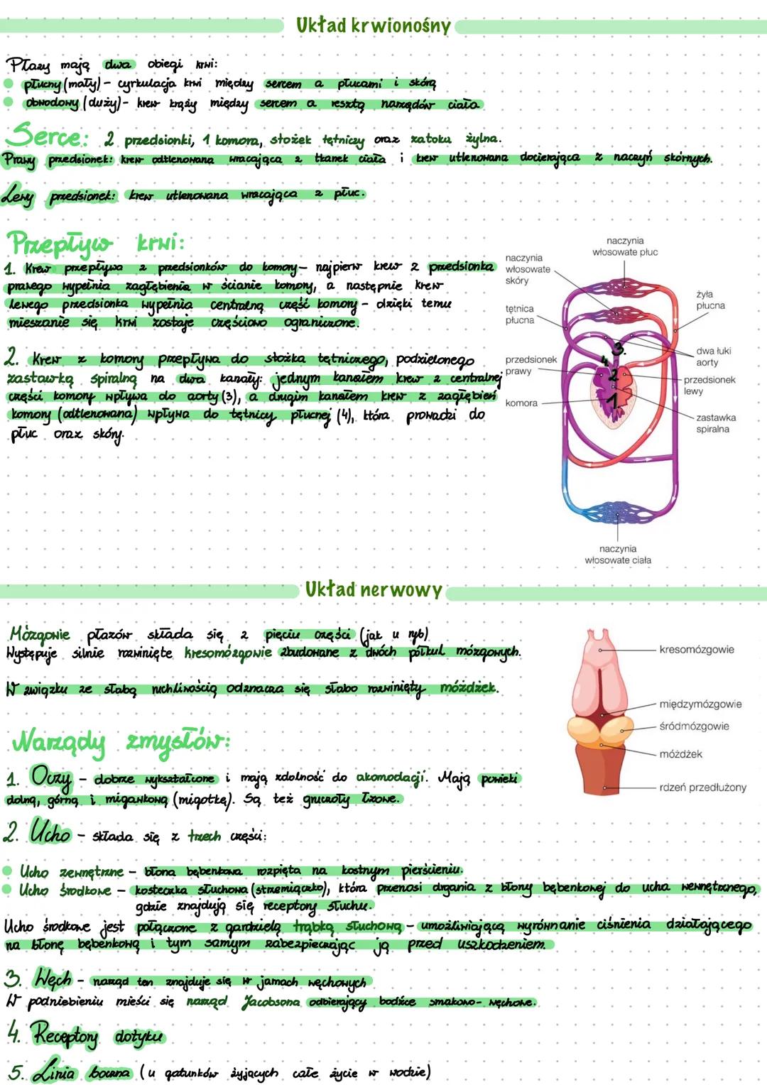 # PLAZY
Są to zwierzęta zmiennocieplne
- prowadzą ziemno- wodny tryb życia
- zapadają zimą w stan hibernacji
## Pokrycie ciała
Skóra płaz